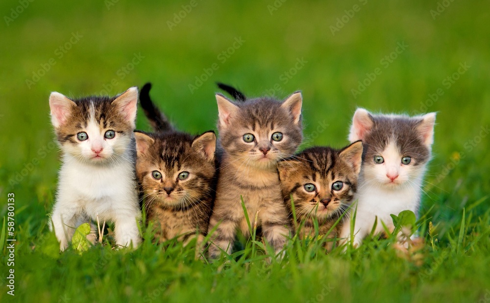 Group of five little kittens sitting on the grass