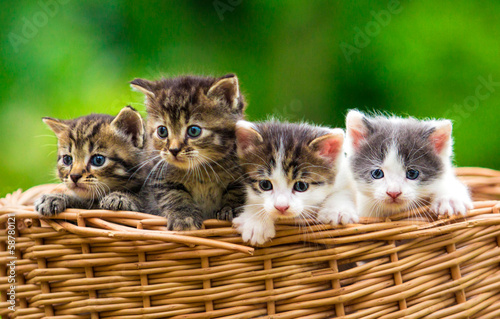 Fotografia, Obraz Four kittens in the basket
