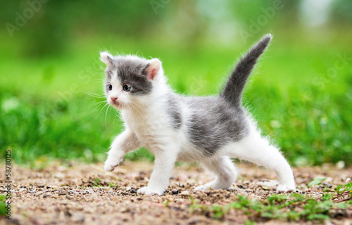 Little kitten walking in the yard © Rita Kochmarjova