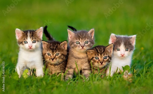 Fotografia, Obraz Group of five little kittens sitting on the grass