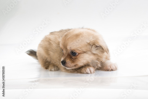 Chihuahua puppy © Andrei Starostin