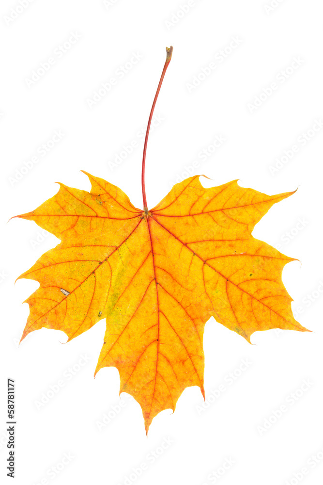 Autumn maple leaf on white Autumn maple leaf on white