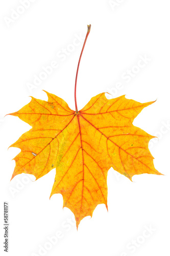 Autumn maple leaf on white