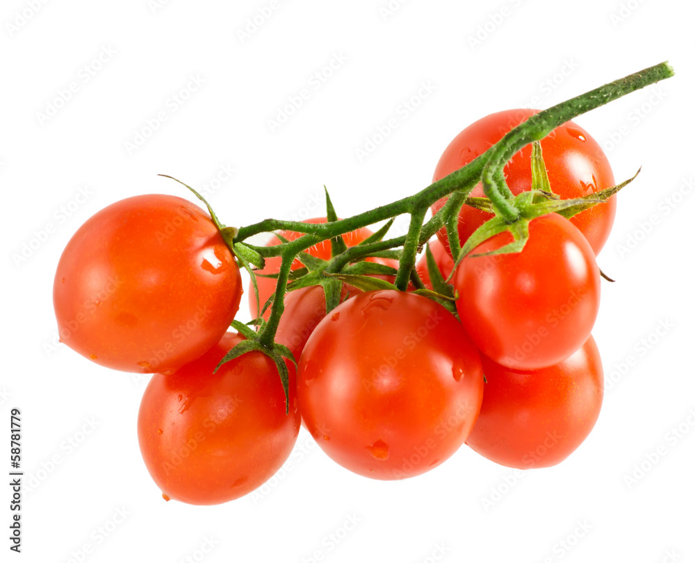 Tomatoes Tomatoes