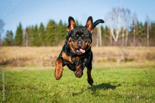 Photography Funny rottweiler dog running