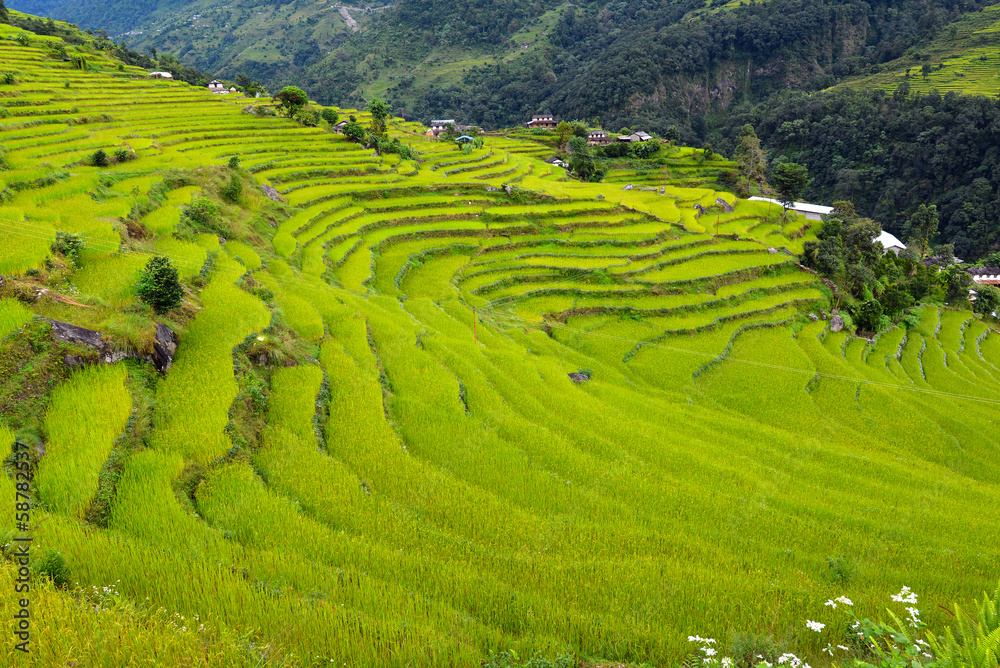 Rice field in Nepal