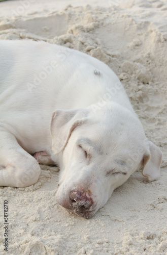 White dog sleeping on the beach