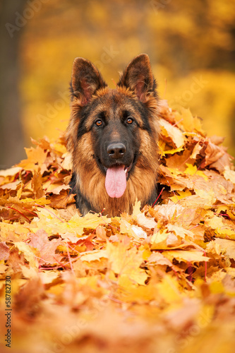 Photography Portrait of german shepherd dog lying in leaves