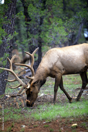 caribou dans la forêt du Grand Canyon