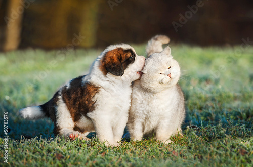 Saint bernard puppy playing with british shorthair cat