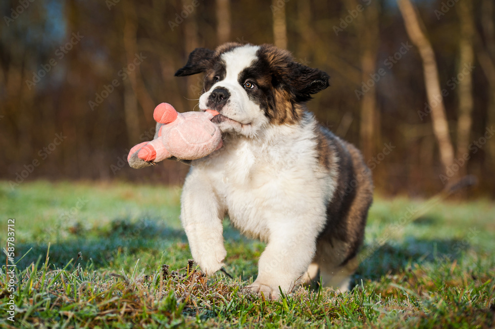 Saint bernard puppy playing with soft toy