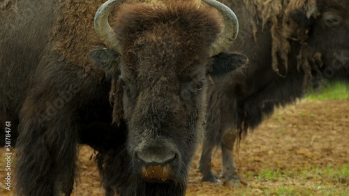 American Bison grass feeding, Canada photo