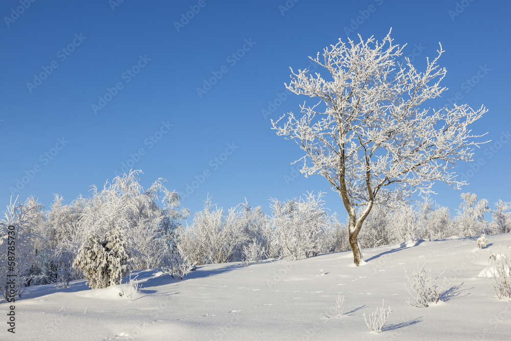 Hoarfrost covered tree