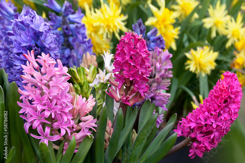 Group of hyacinths and narcissus.