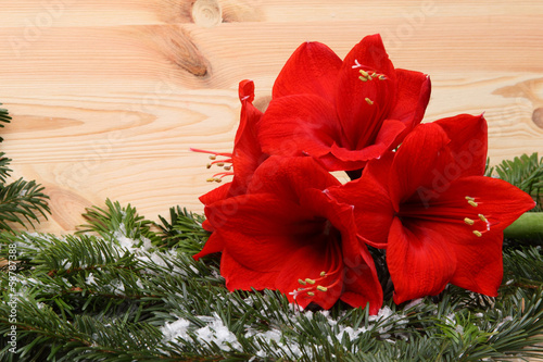 Wallpaper Mural Weihnachtsblume Torontodigital.ca