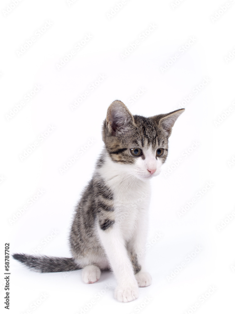 Young ten weeks old shorthaired grey and white striped kitten