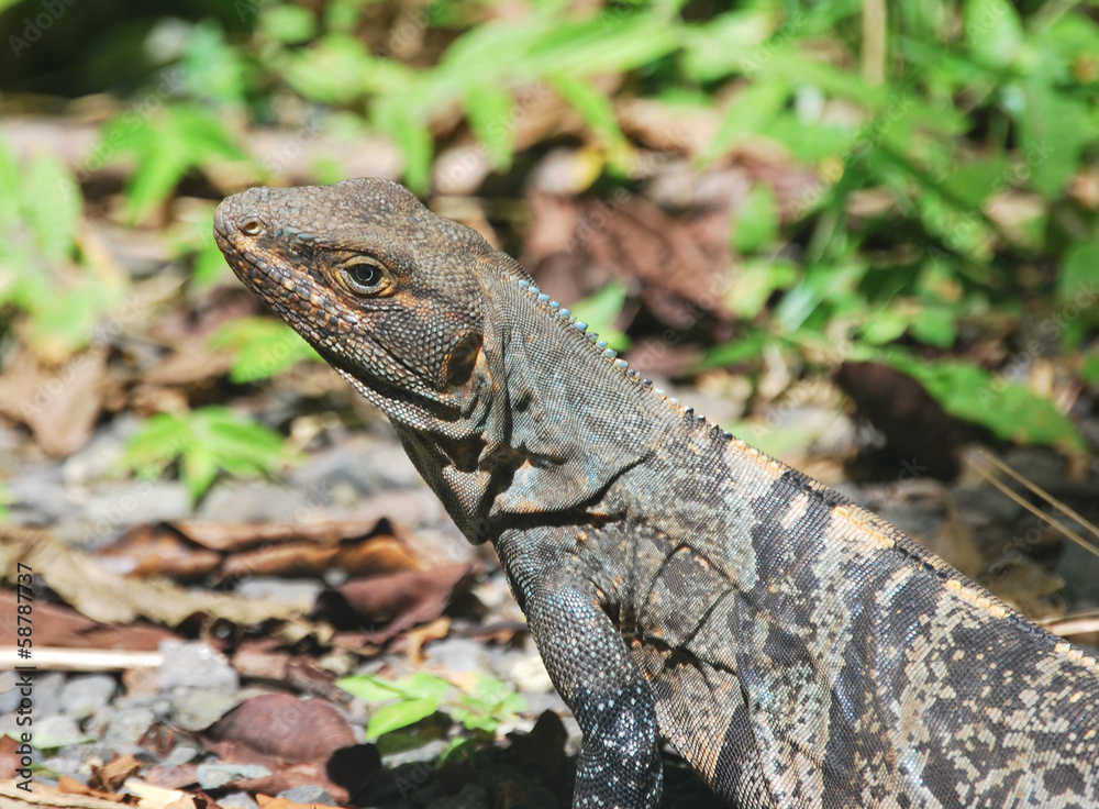 Iguane Iguane