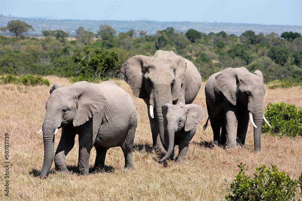 bunch of elephants