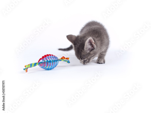 Young nine weeks old fluffy grey striped kitten over white