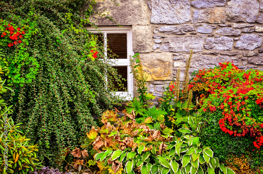 Colorful garden plants with wall and window background