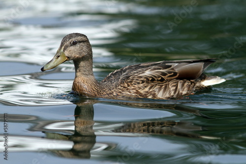 female mallard duck on water