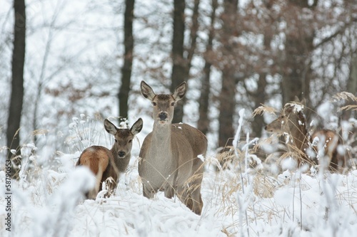 Photographie Roe deer with his offspring in winter scenery