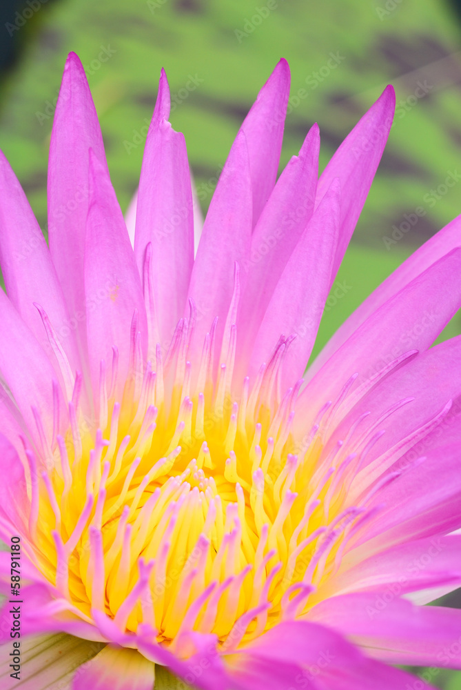 Soft pink lotus