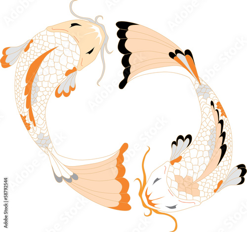 Carps swimming