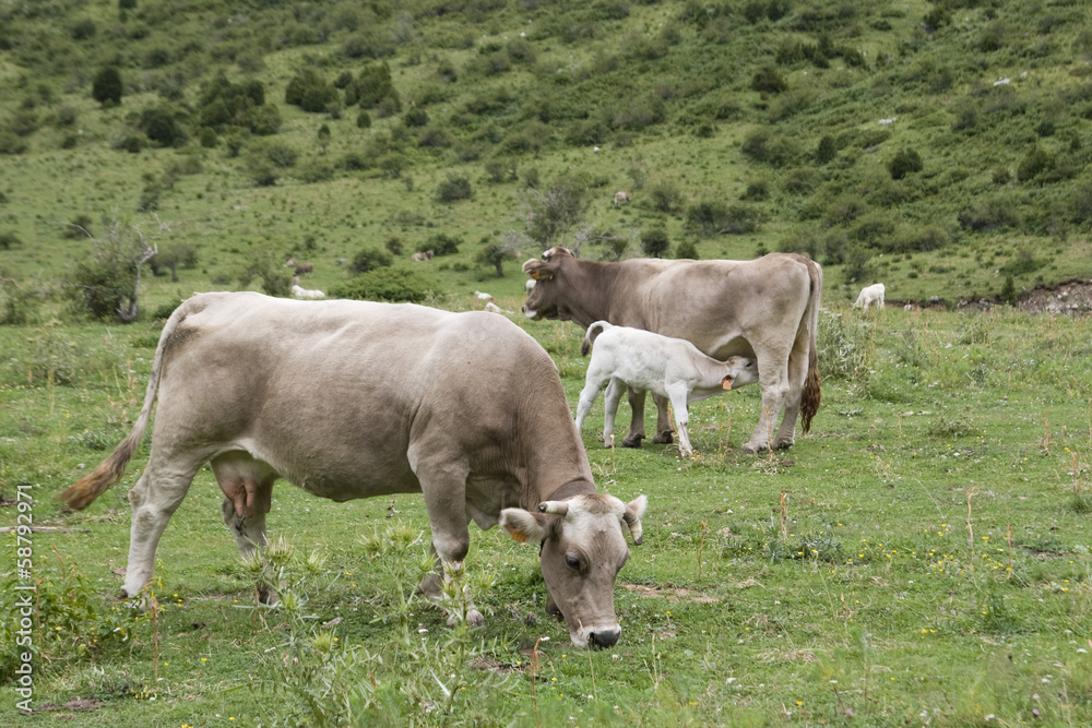 cows in a meadow in the Aragonese Pyrenees