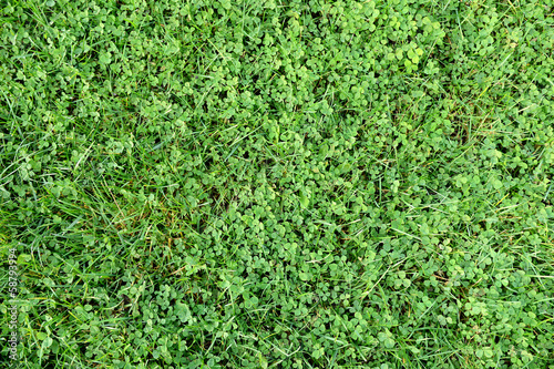 Grass with clover texture