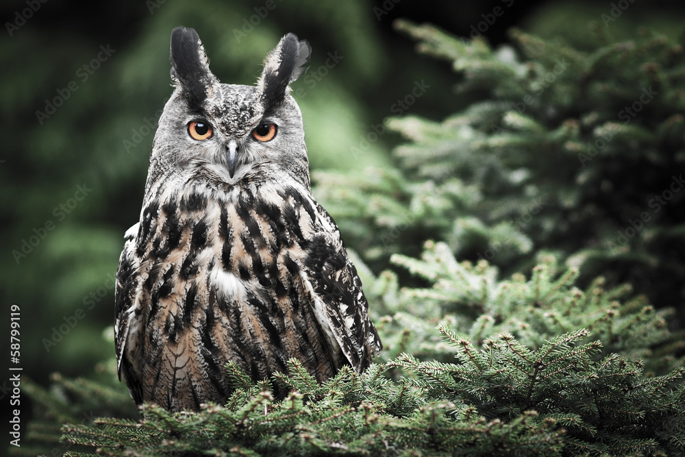 Fototapeta premium owl