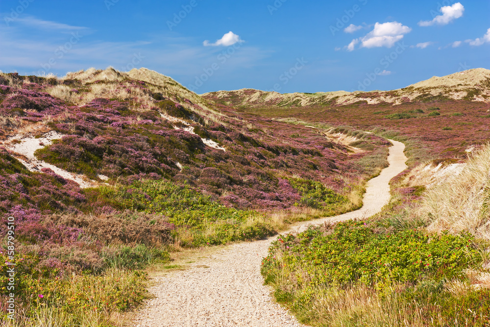 Weg durch Dünenlandschaft mit Heideblüte bei Kampen auf Sylt