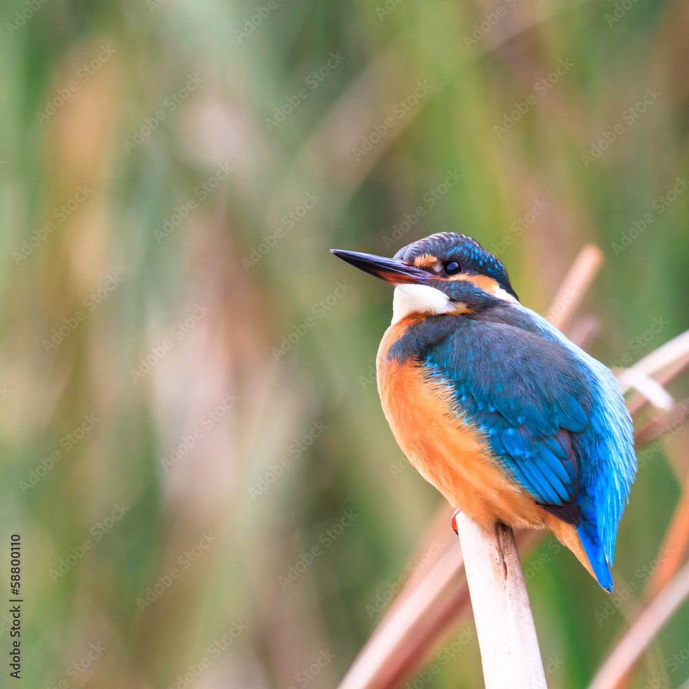 Fototapeta premium bird