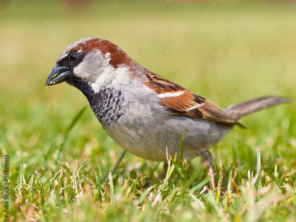 Male house sparrow Male house sparrow