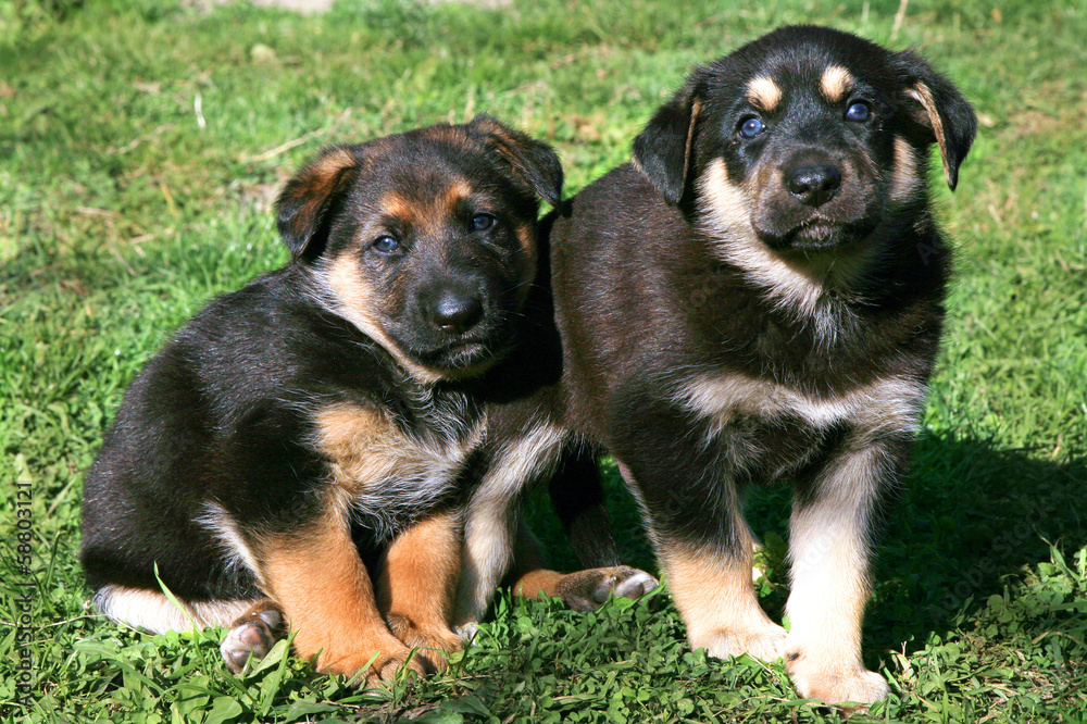 Two puppies, mongrel, sitting on the grass. Resting after playing. Two puppies, mongrel, sitting on the grass. Resting after playing.