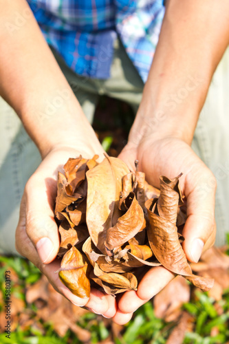 Leaves dry on the hand.
