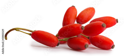 ripe barberries on branch isolated white photo