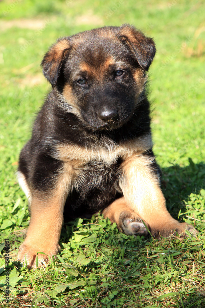 puppies, mongrel, sitting on the grass. puppies, mongrel, sitting on the grass.