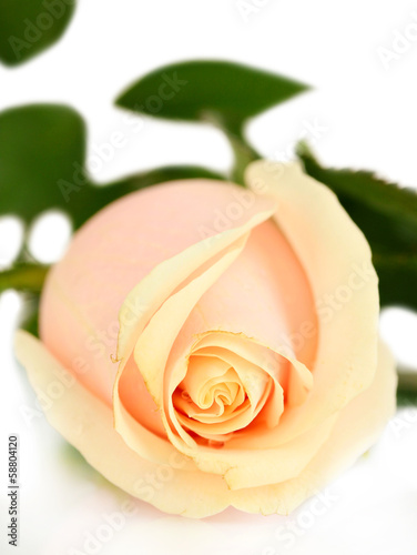 Beautiful rose  isolated on white