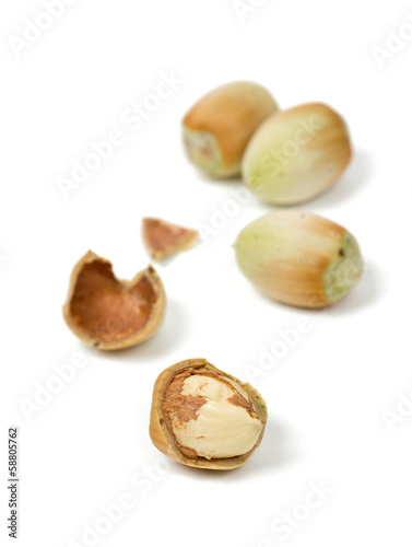 fresh hazelnuts