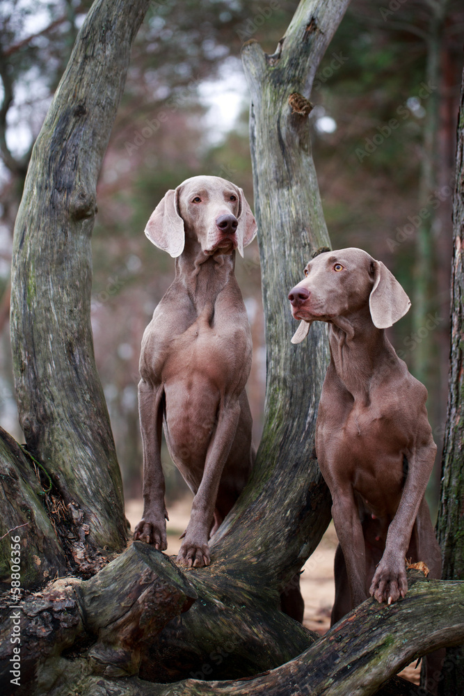 weimaraner dog and dry tree