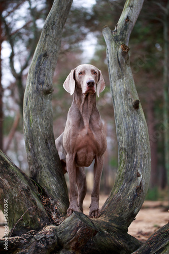 Fototapeta Naklejka Na Ścianę i Meble -  weimaraner dog and dry tree