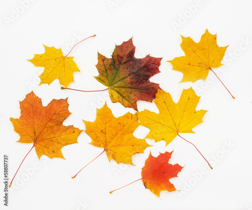 Isolated autumn maple leaves