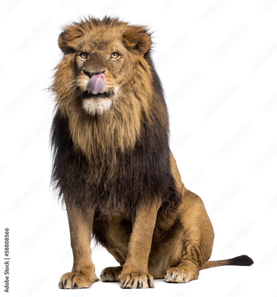 Obraz premium Lew siedzący, lizanie, Panthera Leo, 10 lat, izolowany