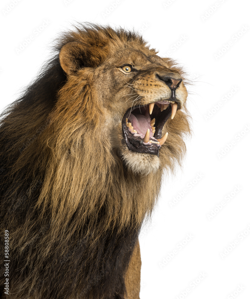 Fototapeta premium Zbliżenie ryk lwa, Panthera Leo, 10 lat, na białym tle