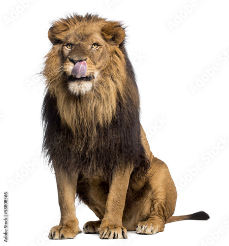 Fototapeta Naklejka Na Ścianę i Meble -  Lion sitting, licking, Panthera Leo, 10 years old, isolated