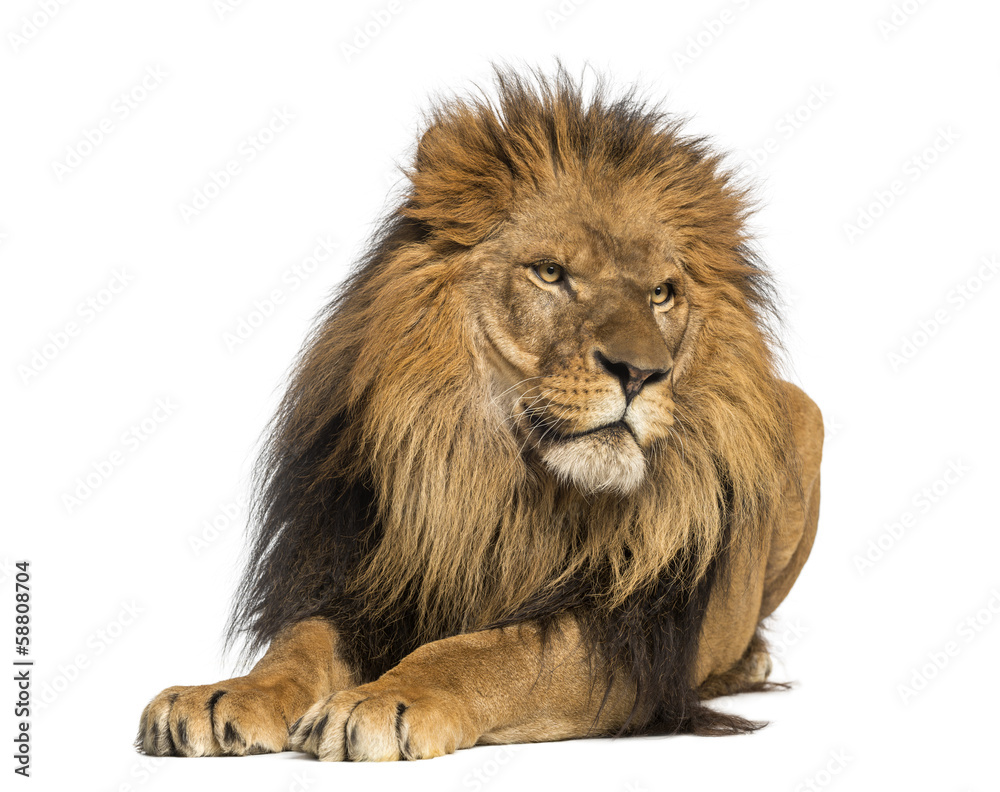 Naklejka premium Lew leżący, odwracający wzrok, Panthera Leo, 10 lat