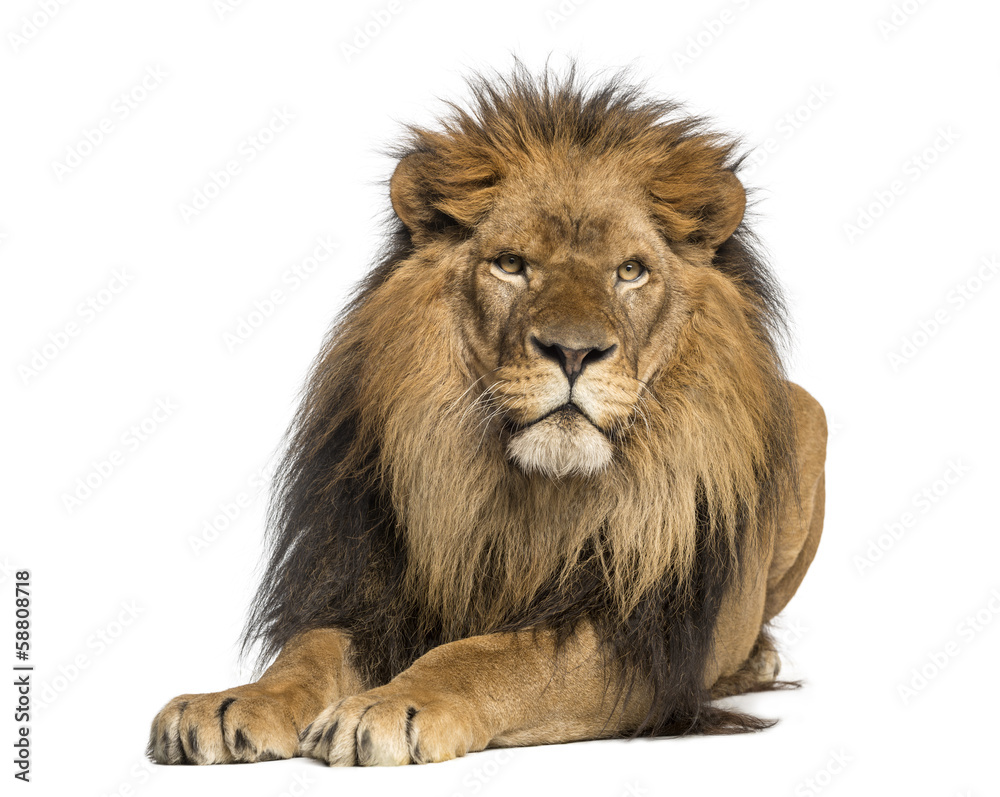 Lion lying down, facing, Panthera Leo, 10 years old, isolated