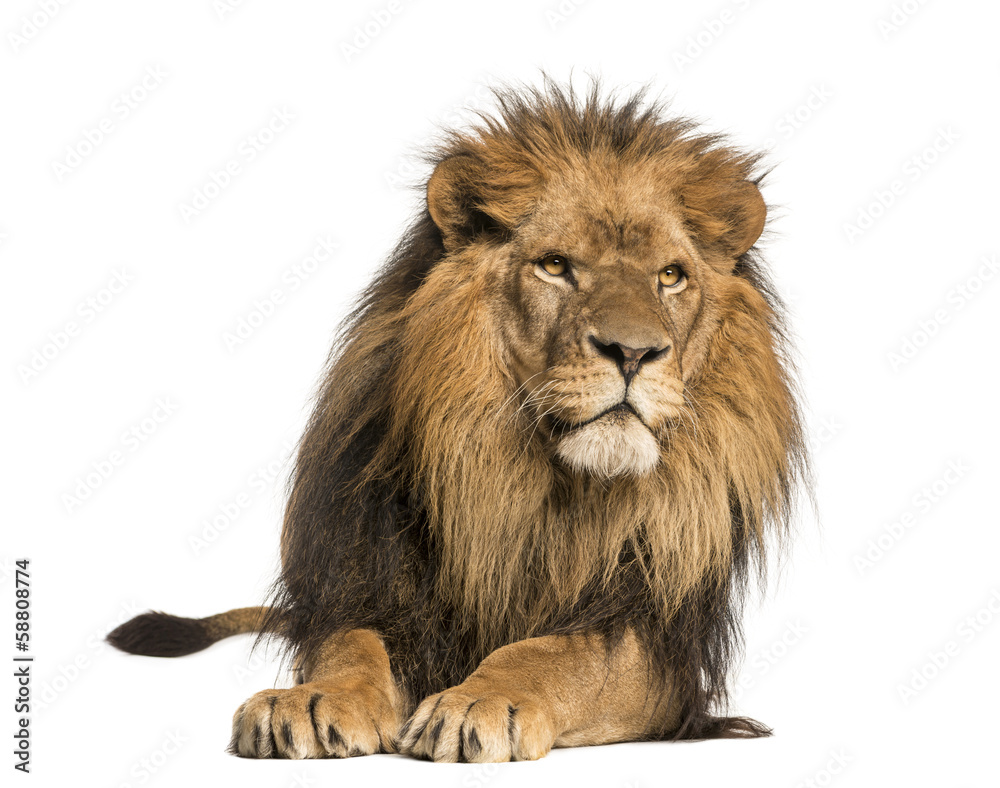 Front view of a Lion lying, Panthera Leo, 10 years old, isolated