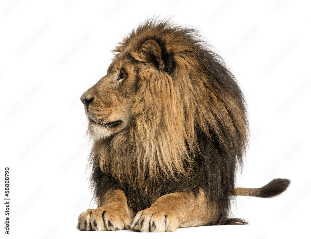 Obraz premium Lew leżący, odwracający wzrok, Panthera Leo, 10 lat, odizolowany